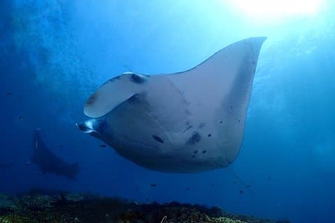 Prova le immersioni a Manta Point - Nusa Penida