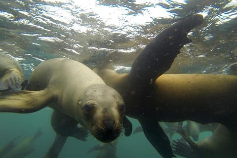 Nadando com leões marinhos em Lima