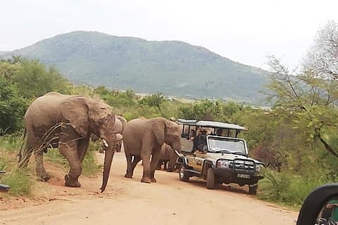 4 Days Kruger National Park with Panorama: From Johannesburg