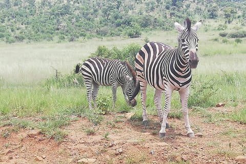 Safari en tienda de campaña en Pilanesberg, 2 días desde Johannesburgo R3990