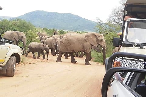 2 dages Pilanesberg Safari 4-stjernet lodge