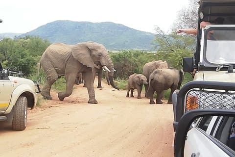 Pilanesberg Safari 3 Days 4 Star Private