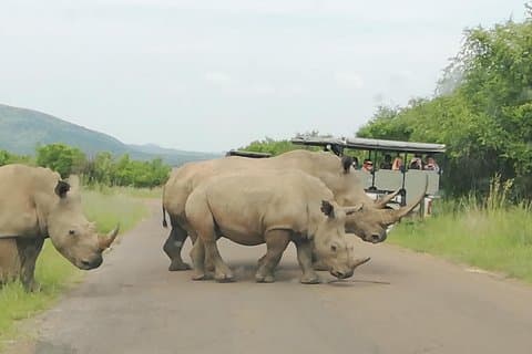 Parc national Kruger Safari classique 3 jours / 2 nuits de Johannesburg Private