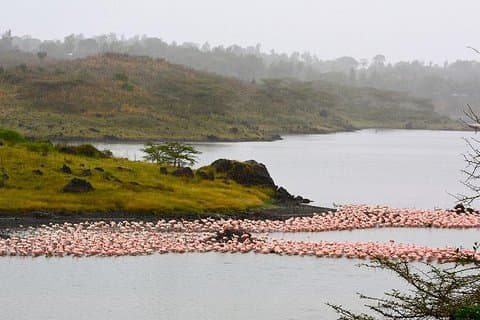 Day Trip Game Drive - Parque Nacional de Arusha da cidade de Arusha
