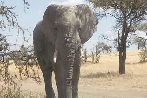 Safari de 2 días en Tanzania - Lago Manyara y Parque Nacional Tarangire
