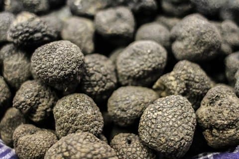 Private Truffle Hunting in Chianti