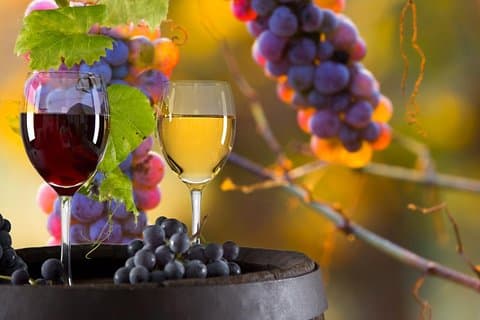 Umbria Sip & See: 360° Journey Through the Heart of the Cellars