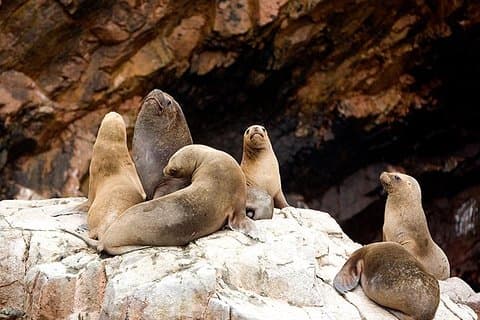 Privat helgedag Paracas fra Lima