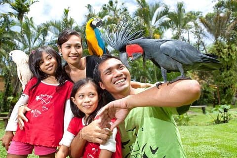 Biglietto d'ingresso al Parco degli uccelli di Bali con trasferimento in hotel