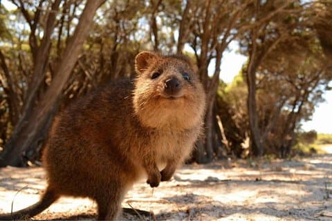 Wave Rock & Rottnest Island - Air & Ground Tour