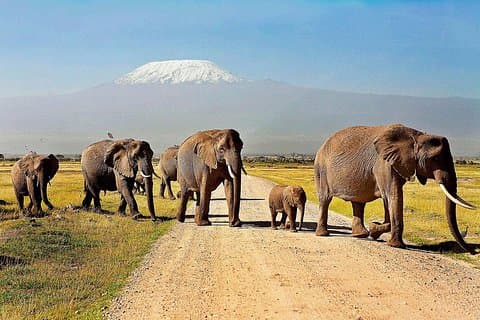 2 dagars Amboseli Safari med en 4x4 Landcruiser jeep (med alternativ)