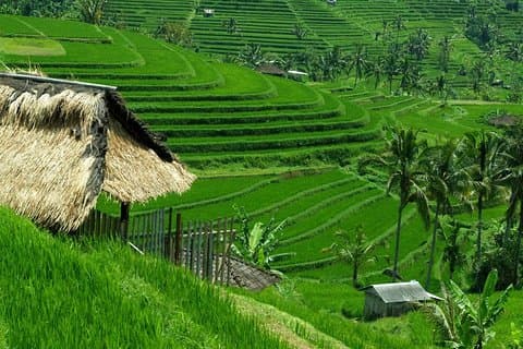 Private Jatiluwih Rice Terraces Heritage Site en Cultuur Tour