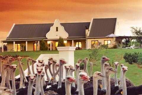Excursão Safari de 4 dias pela Garden Route Meander Safari com traslados privados