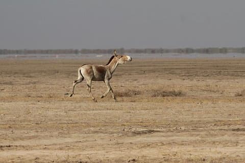 02 Noites e 03 Dias de Ahmedabad Tour com Little Rann of Kutch