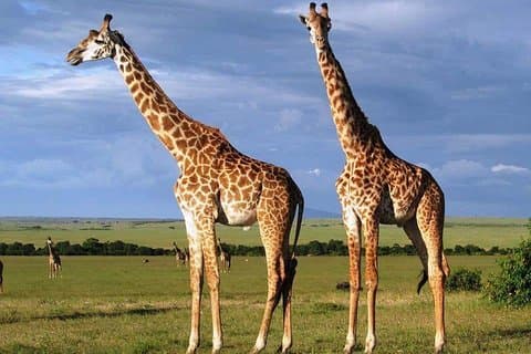 3 Days, 2 Nights Masai Mara Amazing Safari