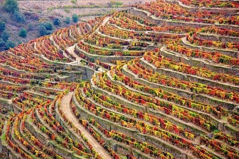 Douro Valley Tour: Wine Tasting, Cruise and Lunch from Porto