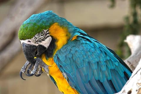 Terra Natura Benidorm Eintrittskarte