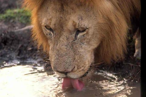 Tanzania 4-Daagse 3-nachten Budget kampeersafari naar Serengeti en Ngorongoro