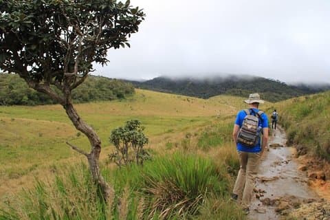 Nuwara Eliya: All Inclusive Horton Plains & Tea Plucking Day Trip