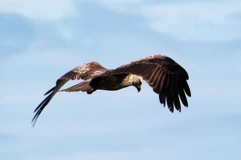 Observation des oiseaux à Muthurajawela