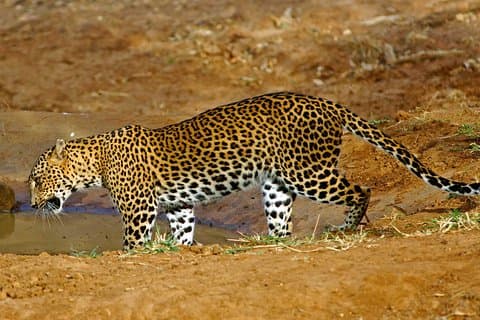 Hoteller i nærheden af Colombo/Negombo: All Inclusive Private Wipattu Safari Tour