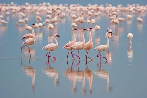 Hambantota港からのピクニックランチ付きの1日Bundalaサファリ