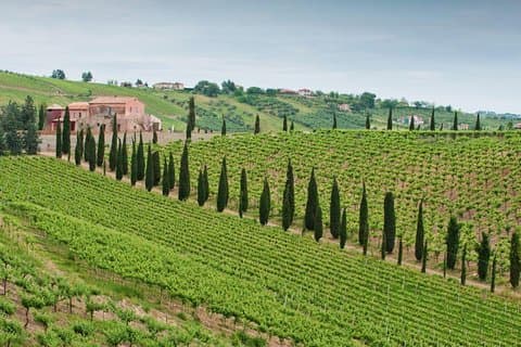 Among ancient sunny vineyards, visit and taste the wines from the San Lorenzo cellar