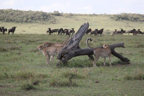 4-dagars Nairobi & Maasai Mara Safari