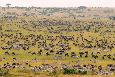 2-daagse Maasai Mara-safari