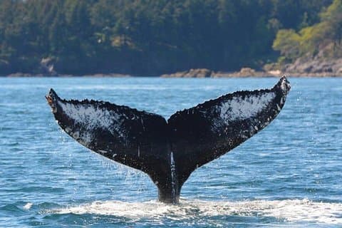 Victoria Zodiac Boat Whale Watching Adventure