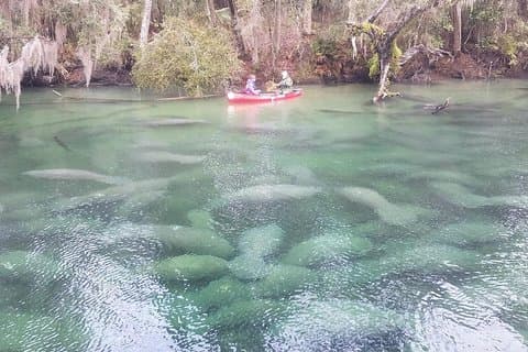 Orlando Manatee Encounters