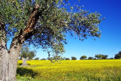 Visite privée de 2 jours à Corinthe-Mycéane-Némée-Nauplion-Épidaure-Tolo depuis Athènes