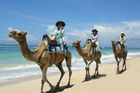 Safari in cammello di un'ora nella spiaggia di sabbia bianca e nel tempio di Uluwatu