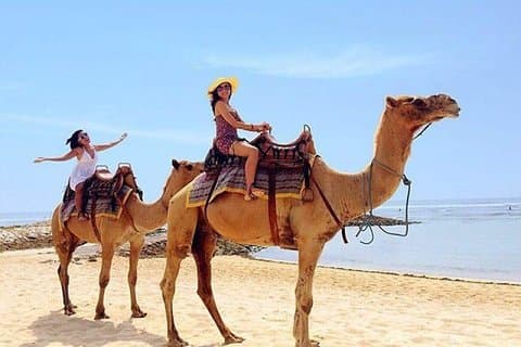 Camel Safari 60 minutes In White Sand Beach