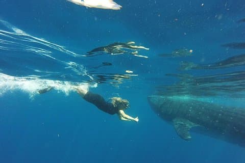 Halve dag walvishaai tour vanuit Tulum