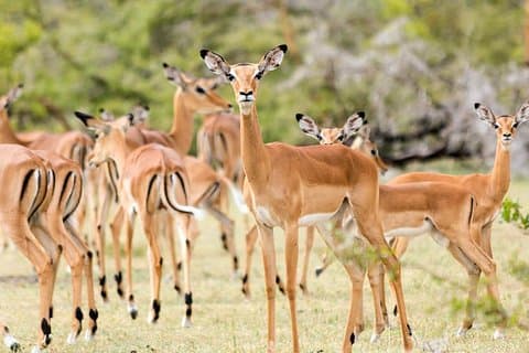 Safari Game Drive & Rhino Walks i Mosi-oa-Tunya National Park
