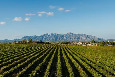 Private Montserrat und Cava Winery Tour mit Hotelabholung von Barcelona