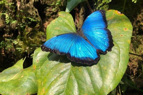 Eintritt ins Andoke Butterfly Center in Cali mit Fortgeschrittener