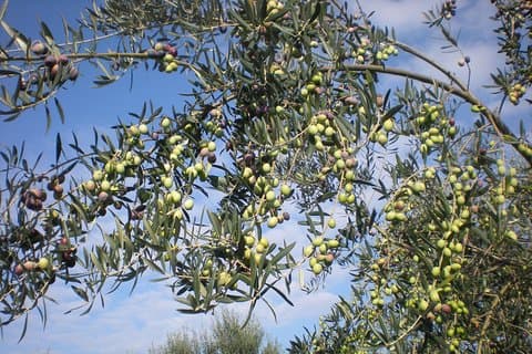 Sorrento gård och matupplevelse inklusive olivolja, Limoncello, vinprovning