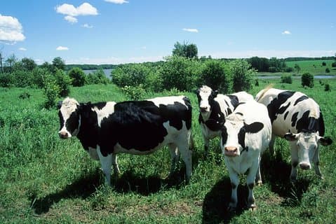 Cow Heaven: Um passeio autoguiado agrícola