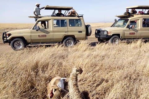 8 Days Tanzania Wildlife Safari Experience