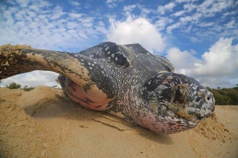 Matura Leatherback øko-opplevelse
