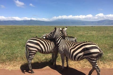1 dagstur fantastisk til Ngorongoro-krateret fra Arusha eller Moshi