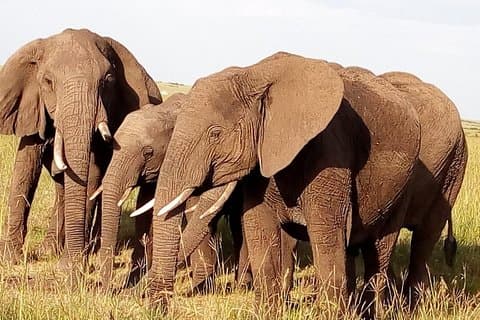Ngoro Ngoro krater full dagstur fra Arusha