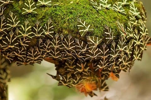 The Valley of Butterflies and Halki Day Tour