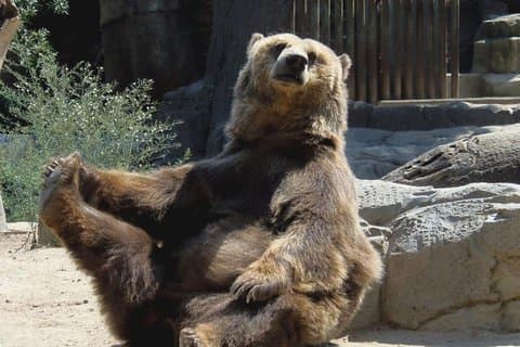Bears Sanctuary, Dracula's Castle, Brasov Day Trip Privat Tour från Bukarest