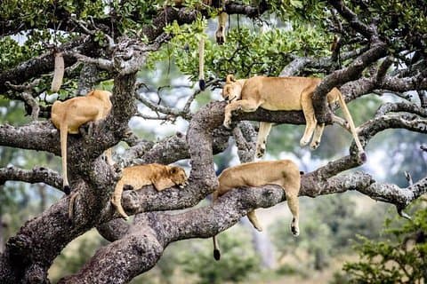 SERENGETI - 4 dagen