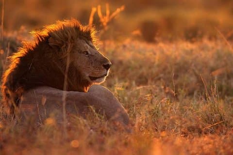 MANYARA & TARANGIRE - 4 dagar