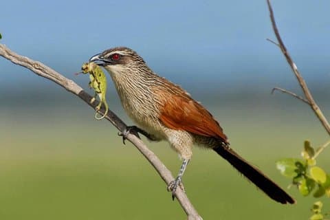 Vögel beobachten