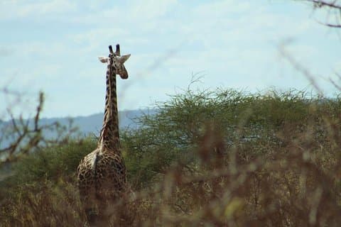 3 - Excursion d'une journée en train Tsavo Ouest au départ de Mombasa